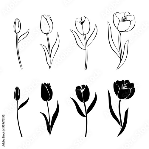 Minimalist tulip flowers botanical line art and solid black silhouette set. Flat illustration elements for floral design, wedding, logos, nature branding, and greeting cards.