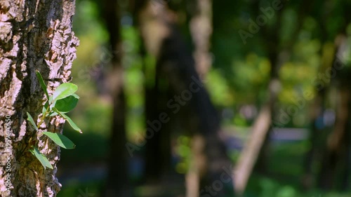 Outdoor leaf background with blurred background.