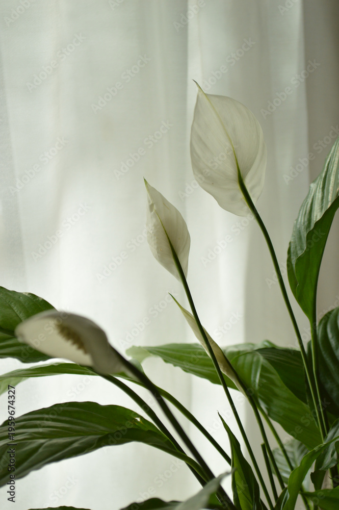 Obraz premium Delicate white peace lily flowers bloom against a soft, diffused light background