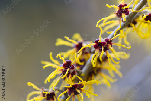 Fotografía twig with thread-like yellow flowers of the witch hazel, yellow-purple, thread-l