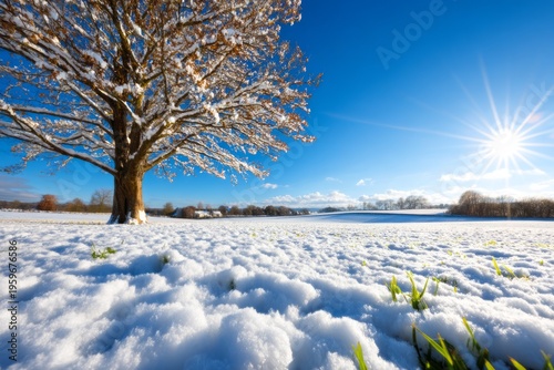 Clear Winter Air Over Frozen Meadow with Distant Trees and Bright Blue Sky