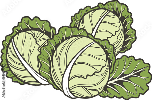 Fresh Green Cabbage Vegetable Illustration. Organic Cabbage Healthy Food Concept. Whole Cabbage Farm Fresh Produce. Green Cabbage Leaf Vegetable Design. Raw Cabbage Natural Food Ingredient. Cabbage