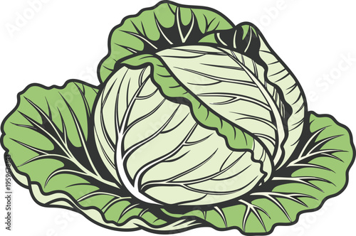Fresh Green Cabbage Vegetable Illustration. Organic Cabbage Healthy Food Concept. Whole Cabbage Farm Fresh Produce. Green Cabbage Leaf Vegetable Design. Raw Cabbage Natural Food Ingredient. Cabbage