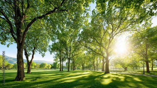 Lush Green Forest with Sunlight Filtering Through Leafy Canopy