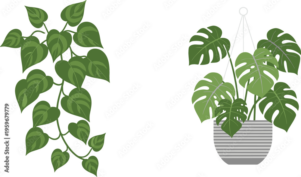 Obraz premium Flat vector illustration set of tropical indoor plants featuring a trailing pothos ivy vine and a monstera deliciosa in a hanging pot.