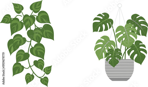 Flat vector illustration set of tropical indoor plants featuring a trailing pothos ivy vine and a monstera deliciosa in a hanging pot.