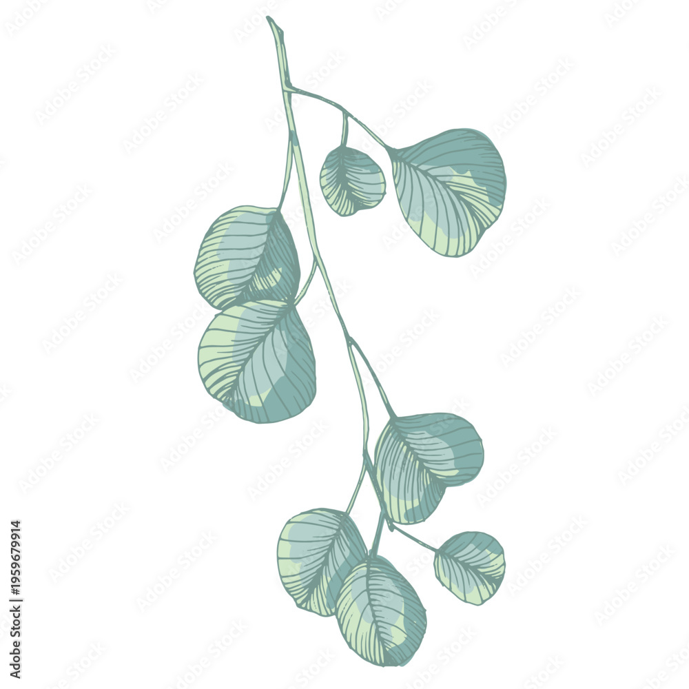 Obraz premium Hand Drawn Eucalyptus Branch Illustration. Green Silver Dollar Eucalyptus Leaf Vector Isolated on White. Elegant Botanical Floral Element for Wedding Design and Home Decor