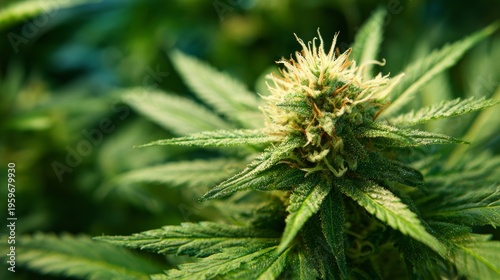 Close-Up of Cannabis Plant Buds Surrounded by Green Leaves