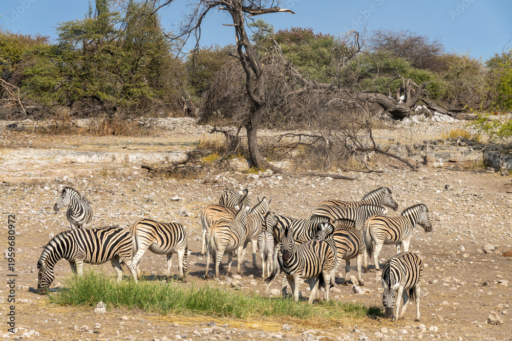 Naklejka premium Herd of mountain zebras, wildlife safari and game drive in Namibia, Africa