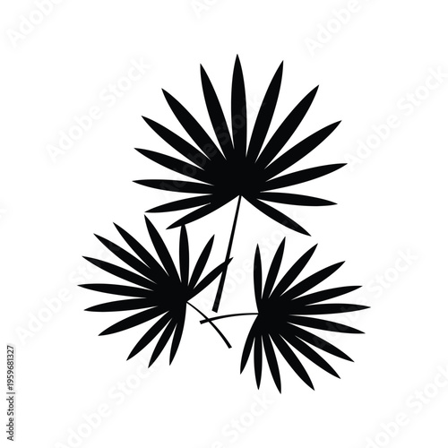 Palm Leaves Tropical Foliage Vector