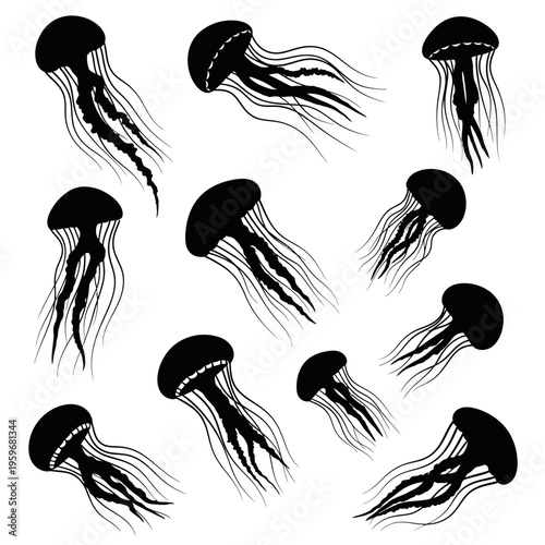 Black and white jellyfish swimming underwater.