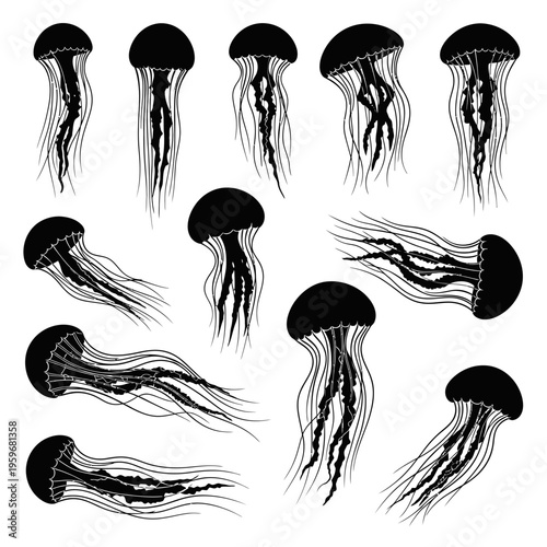 Black and white jellyfish marine animals.