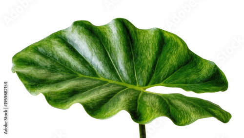 Vibrant green tropical Alocasia leaf with unique wavy texture and prominent venation