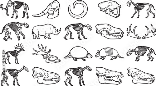 Line art of various animal skeletons, showcasing intricate skeletal structures and highlighting the diversity of life forms. A detailed representation of anatomy for educational purposes.
