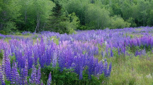 Vibrant Purple Lupins in a Lush Green Meadow Landscape Environmental View
