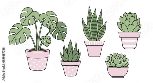 Various potted plants including succulents and a Monstera in pink pots on a white background.