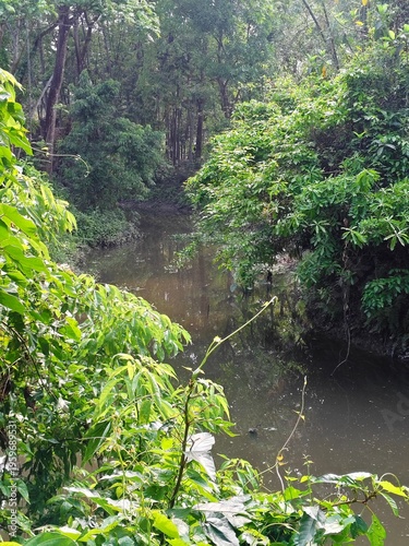 waterfall in the forest