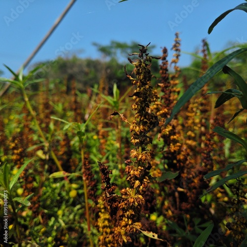 corn field with blue sky