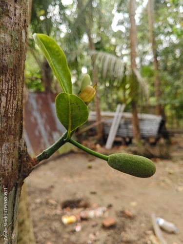 fresh figs on the tree