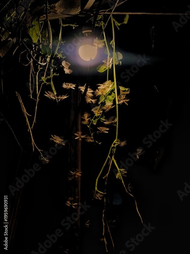 moon and tree