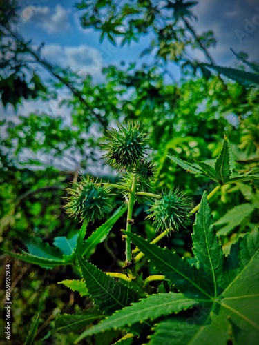 green fern in the garden