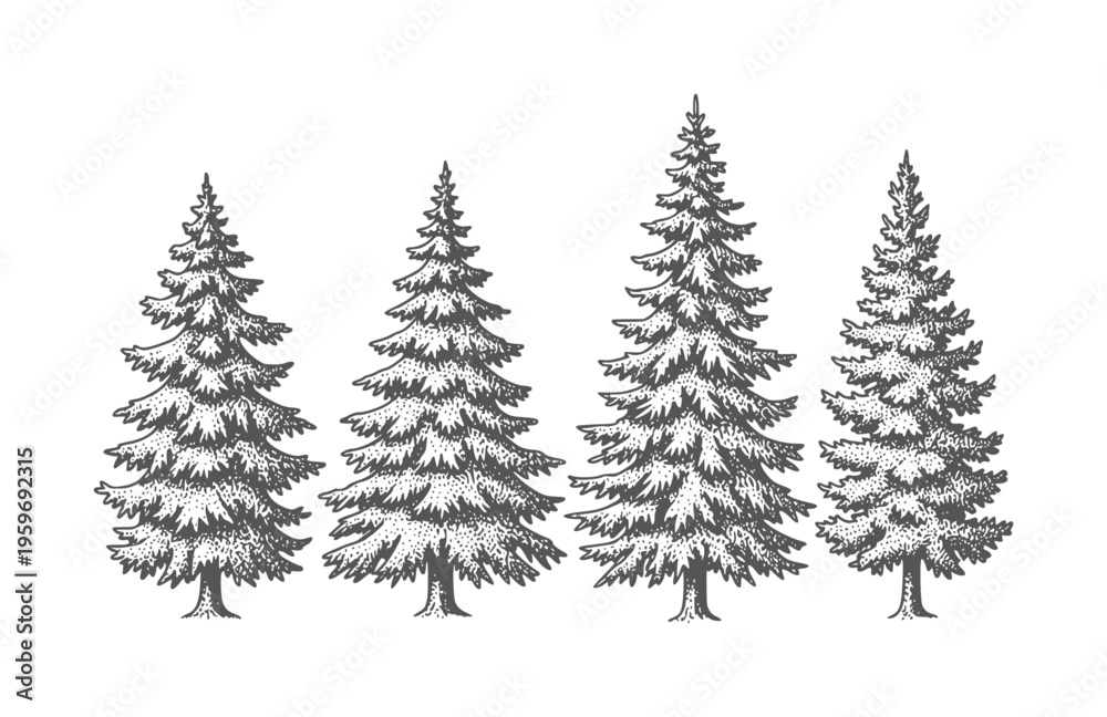Obraz premium Four dark grey pine trees in a row white forest nature evergreen