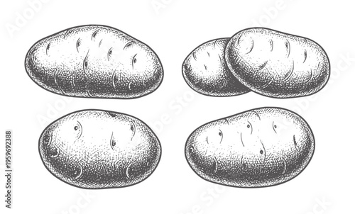 Four hand drawn potatoes in a style a white vegetable food