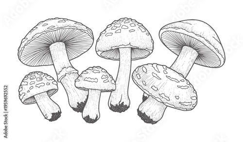 Hand drawn of assorted mushrooms with spotted caps and gills fungi nature forest