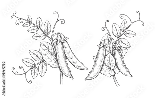Two pea pods with leaves and tendrils in a style peas vine