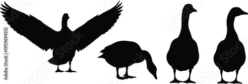 Goose Silhouette Set Vector Illustration Featuring Farm Bird Poses Like Flying Standing And Grazing Cad Drawing Flat Vector Illustration Flavector