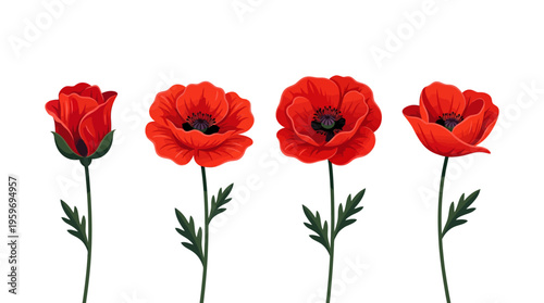 Four vibrant red poppy flowers with green stems on a clean white background