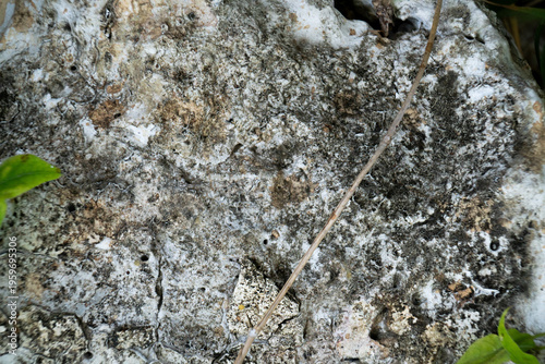Textured Weathered Rock Surface with Natural Details