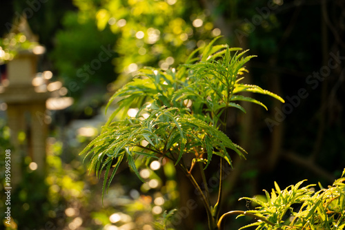 Lush Green Plant Leaves in Golden Hour Sunlight
