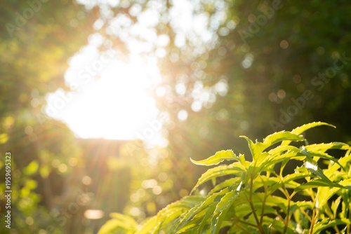 Golden Hour Sunlight Through Green Leaves