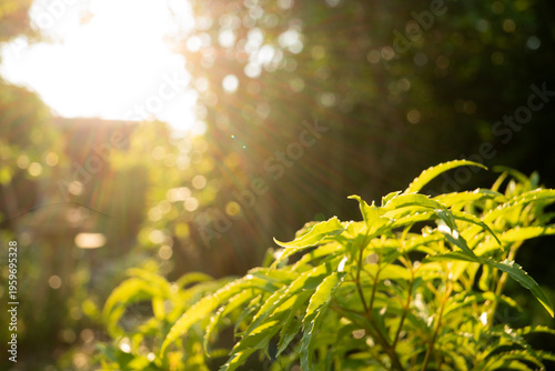 Golden Hour Sunlight Through Green Leaves
