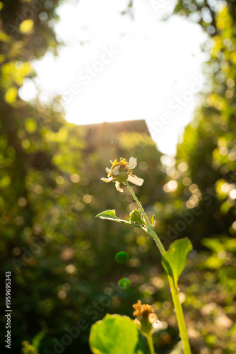 Wildflower in Golden Hour Sunlight