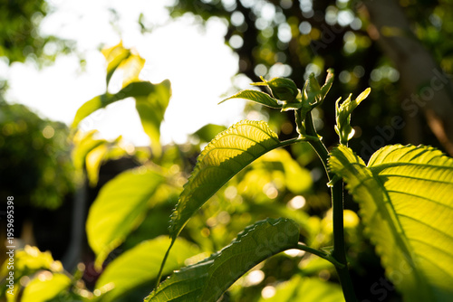 Sunlit Green Leaves in Garden