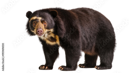 Fotografía Intelligent Andean spectacled bear full body standing and gazing directly at vie
