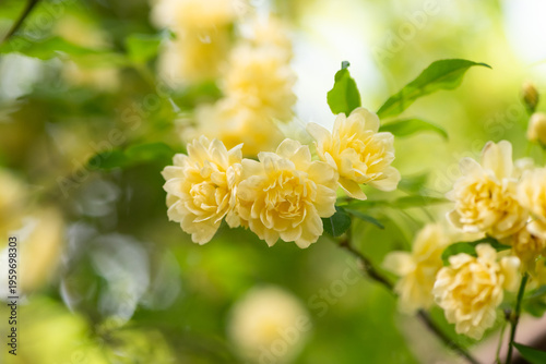 モッコウバラの花