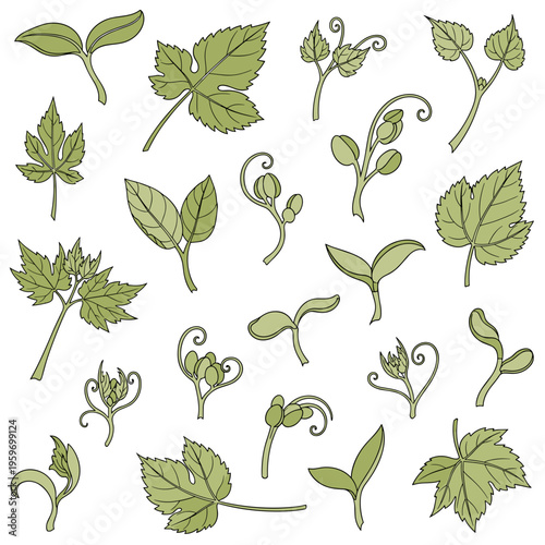 Detailed Sketches of Climbing Plants and Vines