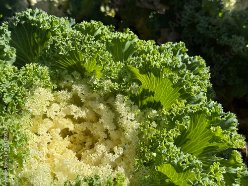 Brassica ornamental cabbage in the garden.