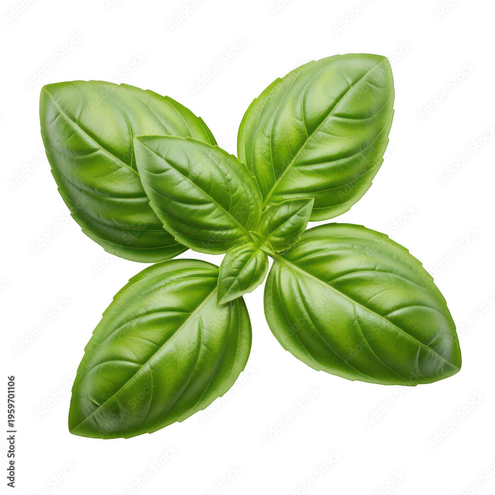 Fototapeta premium Fresh basil leaves showcasing vibrant green color and intricate vein patterns