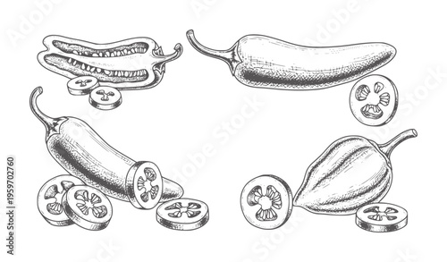 Hand drawn jalapeño peppers whole and sliced in style chili food ingredient