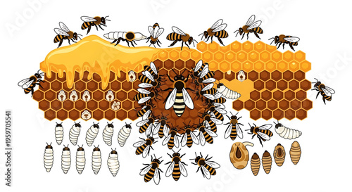 A detailed vector illustration of a bee hive with bees and honeycomb cells in various stages of development.