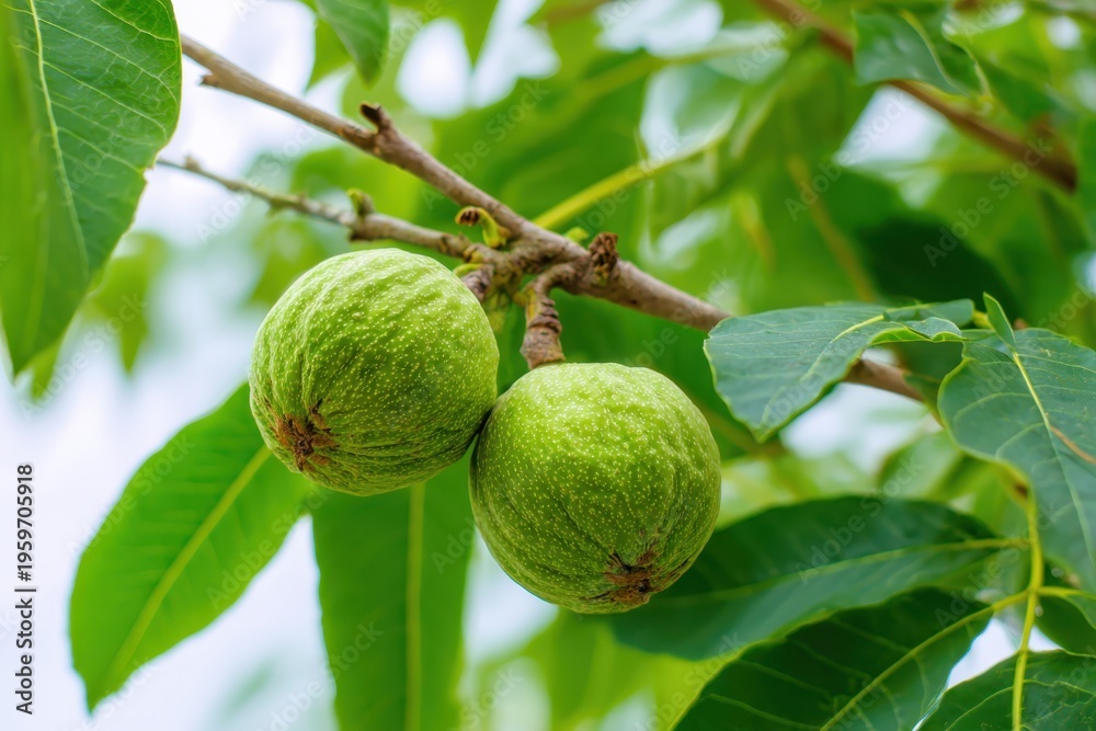 Fototapeta premium Green unripe walnuts growing on a tree branch. Green walnut fruit hanging among green leaves ripening in sunny orchard. Natural plant growth and autumn food. Fat and oils for cooking and cosmetology.
