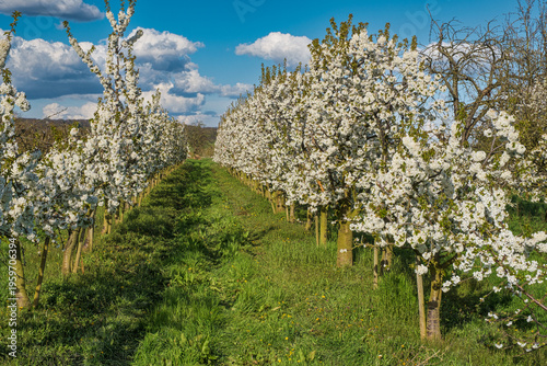 Cherry trees in bloom in an orchard in the Rheingau on a sunny spring day