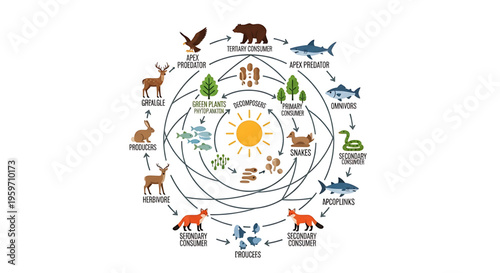 A detailed vector graphic illustrating a food web ecosystem with various animals and plants