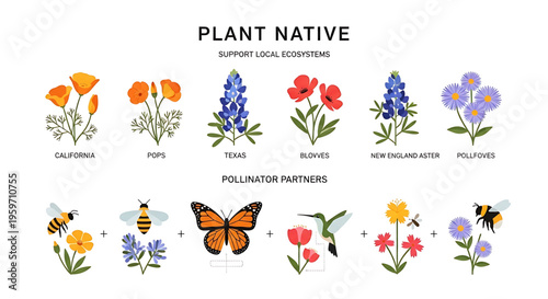 A colorful vector graphic illustrating native plants and their pollinator partners to support local ecosystems