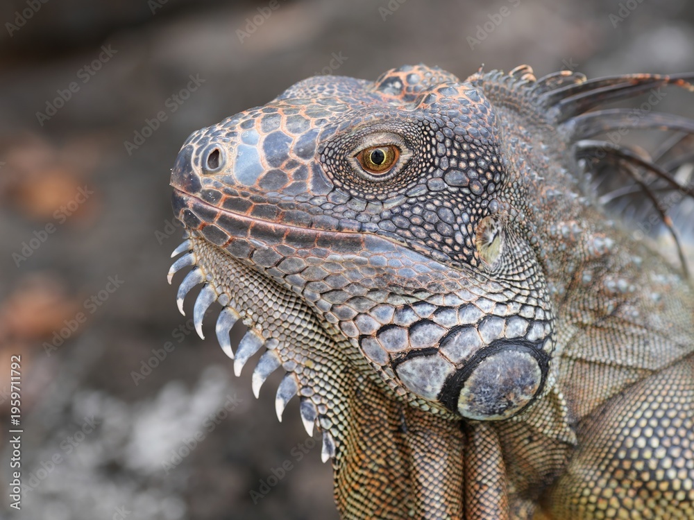 Obraz premium iguana from coiba island, costa-rica