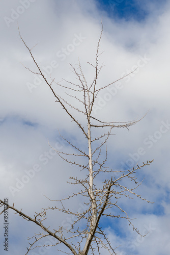 dead tree in winter